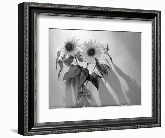 Sunflower-Anna Miller-Framed Photographic Print