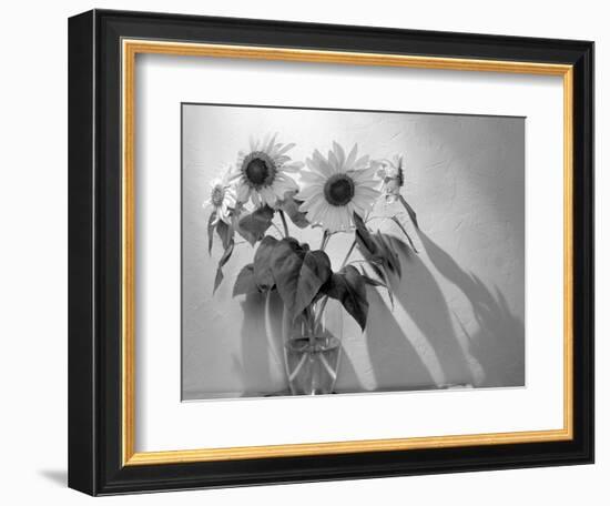 Sunflower-Anna Miller-Framed Photographic Print