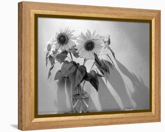 Sunflower-Anna Miller-Framed Premier Image Canvas