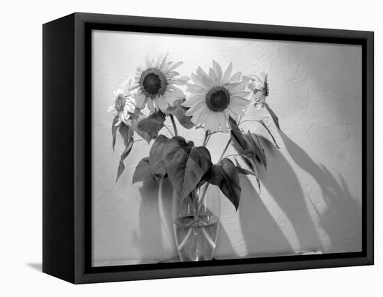 Sunflower-Anna Miller-Framed Premier Image Canvas