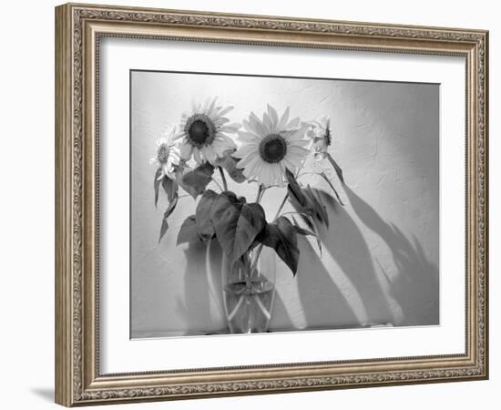 Sunflower-Anna Miller-Framed Photographic Print