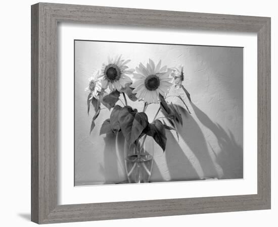 Sunflower-Anna Miller-Framed Photographic Print