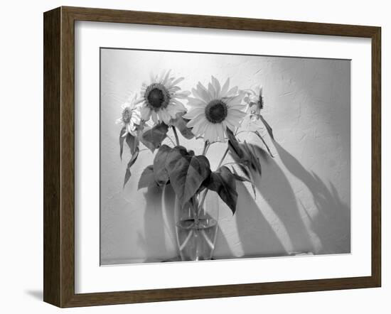 Sunflower-Anna Miller-Framed Photographic Print