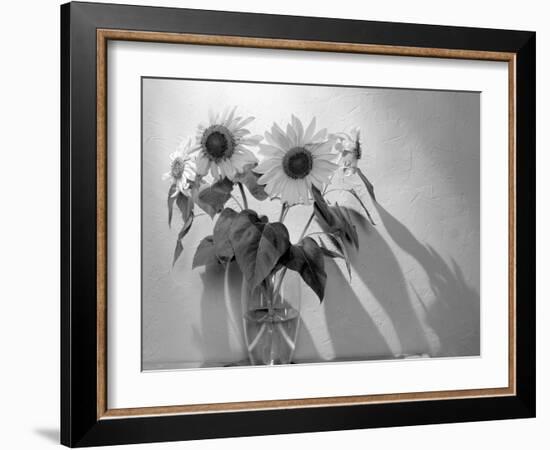 Sunflower-Anna Miller-Framed Photographic Print