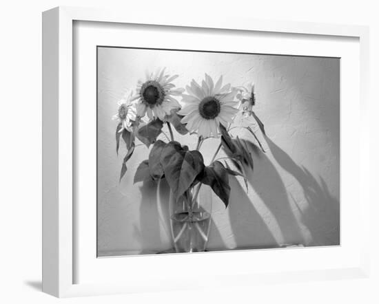 Sunflower-Anna Miller-Framed Photographic Print