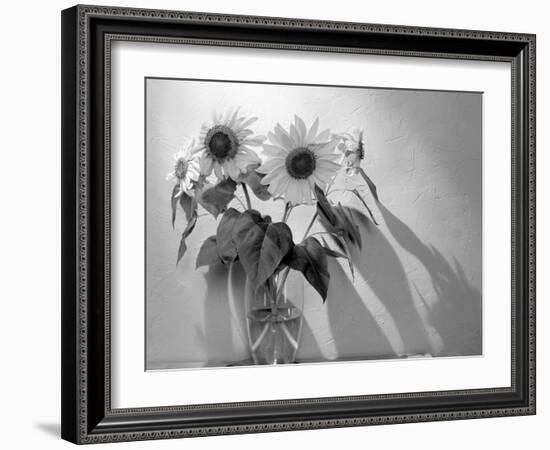 Sunflower-Anna Miller-Framed Photographic Print