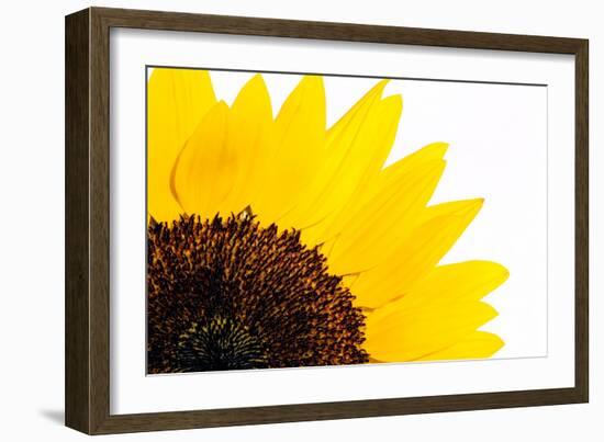 Sunflower-PASIEKA-Framed Photographic Print