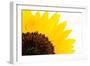 Sunflower-PASIEKA-Framed Photographic Print