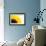 Sunflower-PASIEKA-Framed Photographic Print displayed on a wall