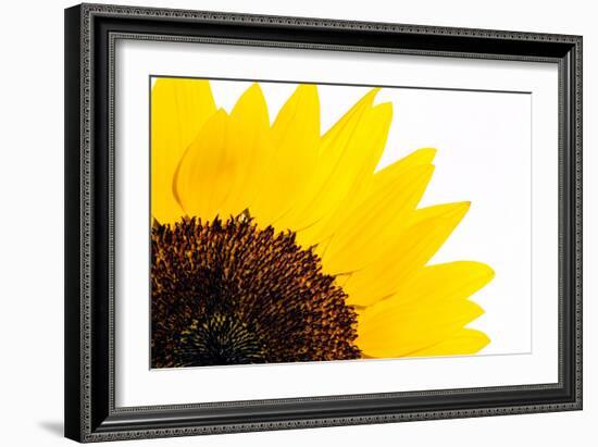 Sunflower-PASIEKA-Framed Photographic Print