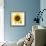 Sunflower-null-Framed Photographic Print displayed on a wall