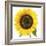 Sunflower-null-Framed Photographic Print