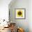 Sunflower-null-Framed Photographic Print displayed on a wall