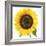 Sunflower-null-Framed Photographic Print