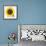 Sunflower-null-Framed Photographic Print displayed on a wall