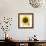 Sunflower-null-Framed Photographic Print displayed on a wall