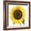 Sunflower-null-Framed Photographic Print