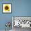 Sunflower-null-Framed Photographic Print displayed on a wall