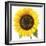 Sunflower-null-Framed Photographic Print