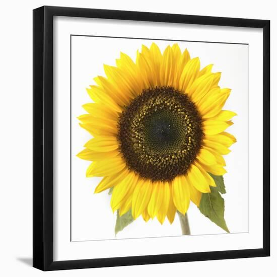 Sunflower-null-Framed Photographic Print