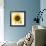 Sunflower-null-Framed Photographic Print displayed on a wall