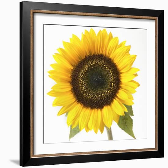 Sunflower-null-Framed Photographic Print