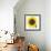 Sunflower-null-Framed Photographic Print displayed on a wall