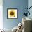 Sunflower-null-Framed Photographic Print displayed on a wall