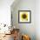 Sunflower-null-Framed Photographic Print displayed on a wall