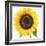 Sunflower-null-Framed Photographic Print