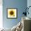 Sunflower-null-Framed Photographic Print displayed on a wall