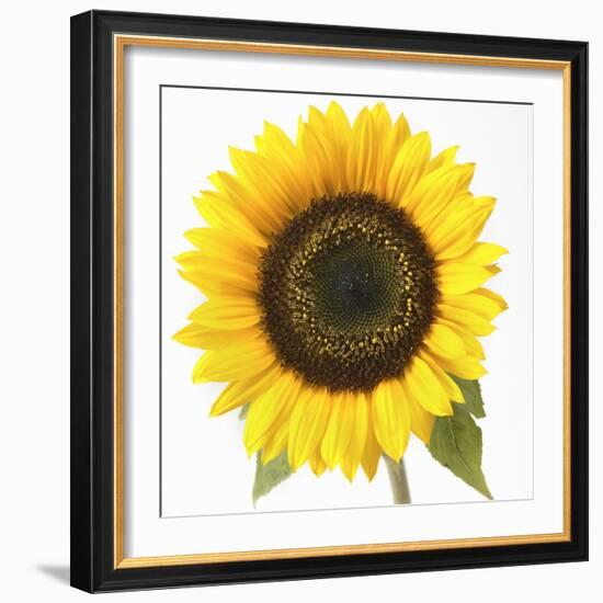 Sunflower-null-Framed Photographic Print