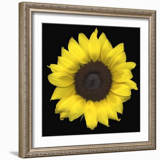 Sunflower-null-Framed Photographic Print