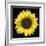 Sunflower-null-Framed Photographic Print