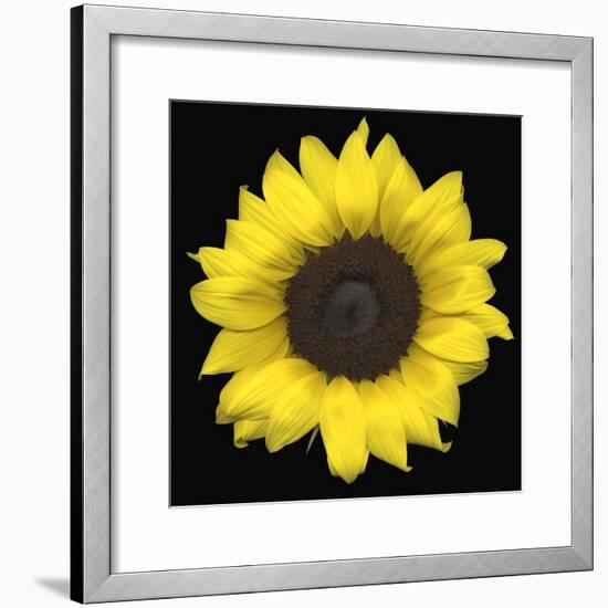 Sunflower-null-Framed Photographic Print