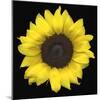 Sunflower-null-Mounted Photographic Print