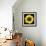 Sunflower-null-Framed Photographic Print displayed on a wall