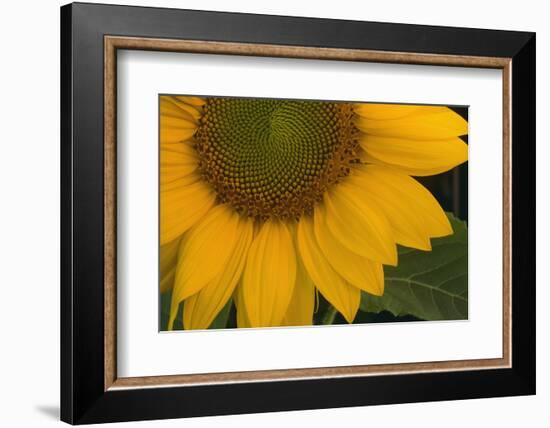 Sunflower-DLILLC-Framed Photographic Print