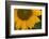 Sunflower-DLILLC-Framed Photographic Print