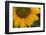 Sunflower-DLILLC-Framed Photographic Print