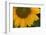 Sunflower-DLILLC-Framed Photographic Print