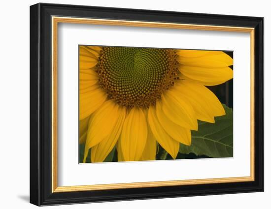 Sunflower-DLILLC-Framed Photographic Print