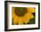 Sunflower-DLILLC-Framed Photographic Print