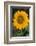 Sunflower-DLILLC-Framed Photographic Print