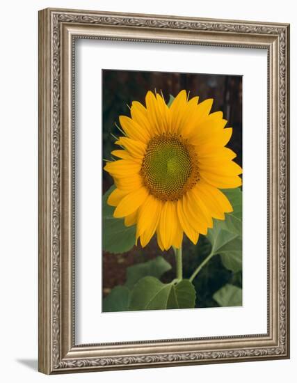 Sunflower-DLILLC-Framed Photographic Print