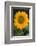 Sunflower-DLILLC-Framed Photographic Print