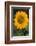 Sunflower-DLILLC-Framed Photographic Print