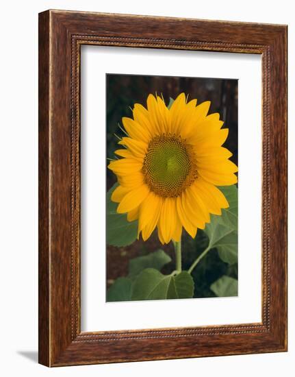 Sunflower-DLILLC-Framed Photographic Print