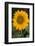 Sunflower-DLILLC-Framed Photographic Print