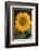 Sunflower-DLILLC-Framed Photographic Print